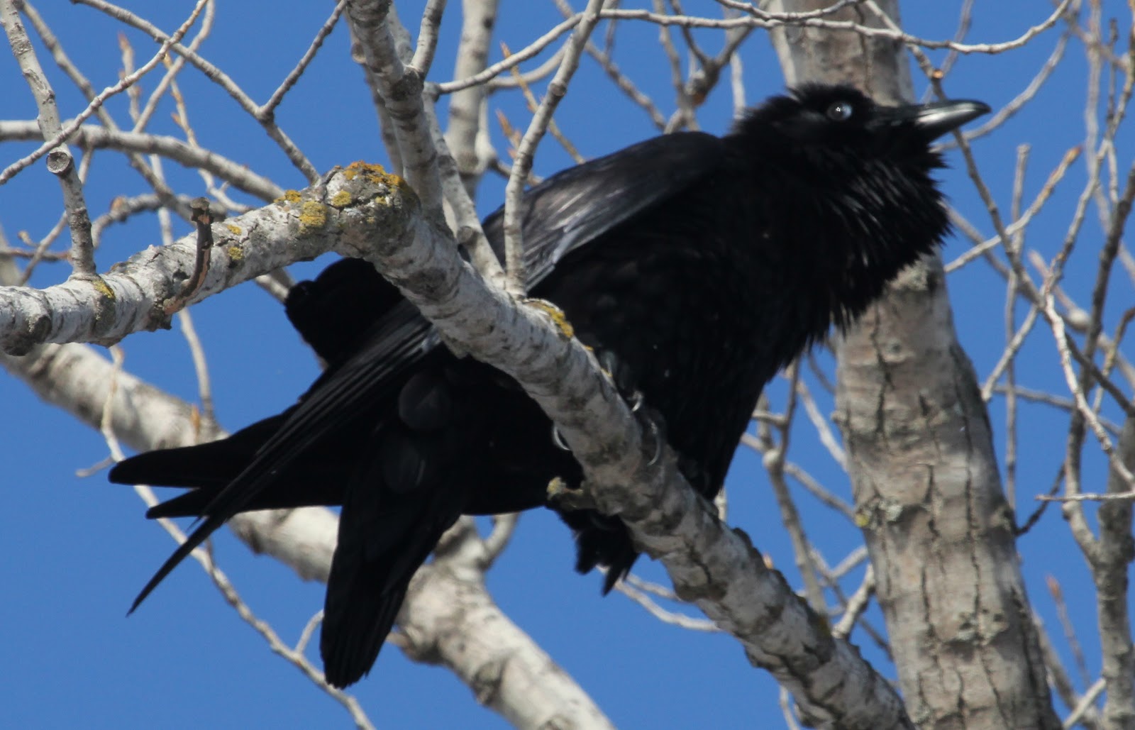 Washington County Raven