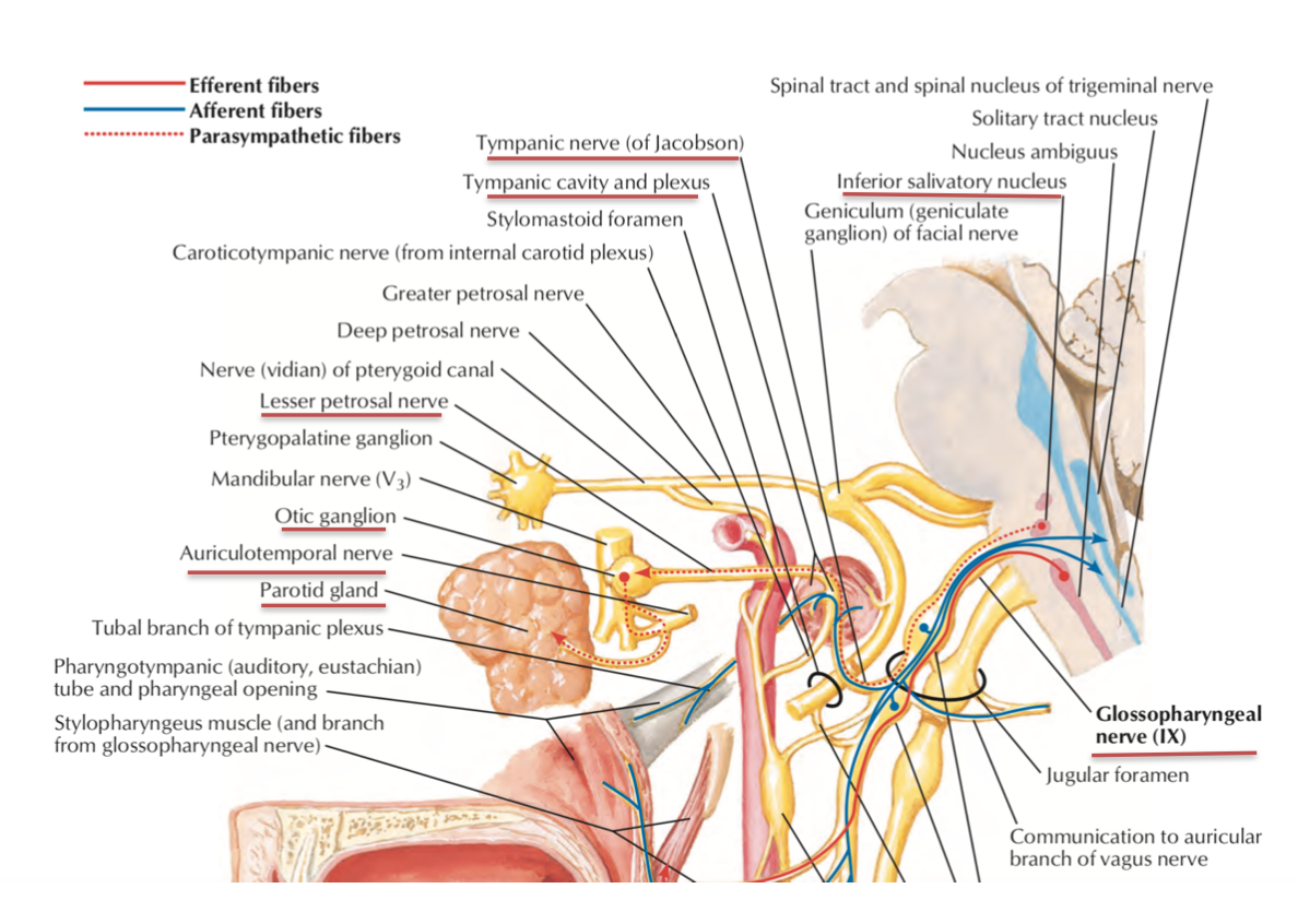 Head and Neck Anatomy OTIC Ganglion