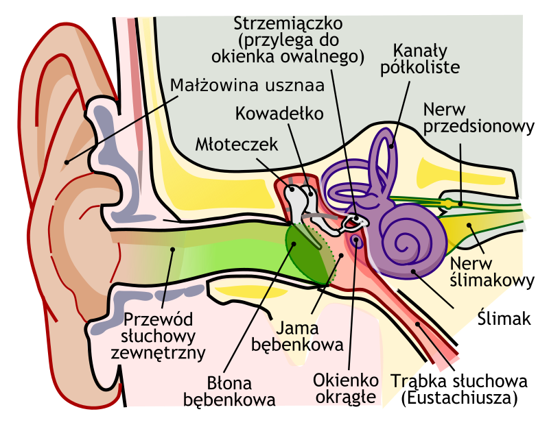 Biologia Klasa 7 Narządy Zmysłów Lekcje biologii : Klasa 7