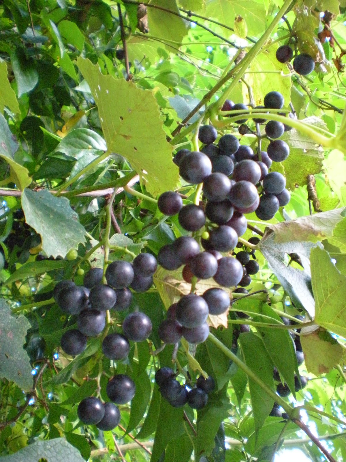 The 3 Foragers Foraging for Wild, Natural, Organic Food