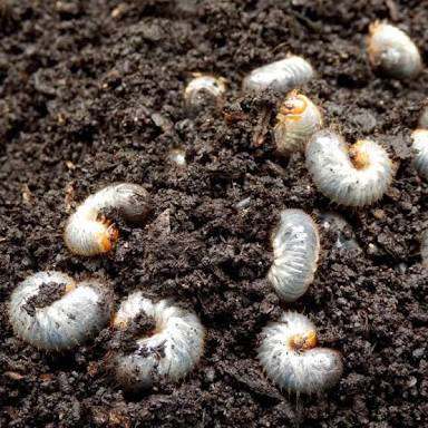 Pests and their control in groundnut crop મગફળીમાં સફેદ ઘૈણ