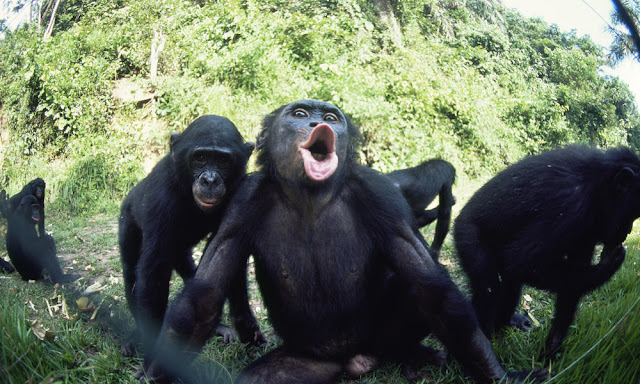[Image: bonobos_7.31.2012_a_unique_social_struct...257729.jpg]
