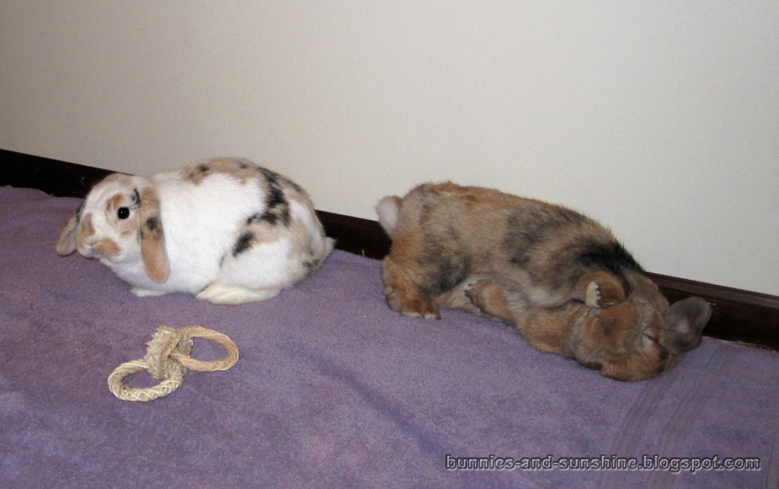 Bunnies and Sunshine: The rules of flopping.