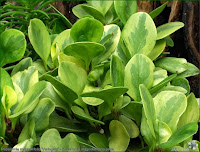 http://plantsgallery.blogspot.com/2014/02/peperomia-magnollifolia-variegata.html