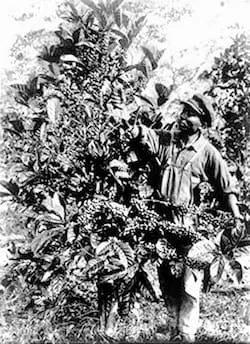 Coffee picker in Lipa