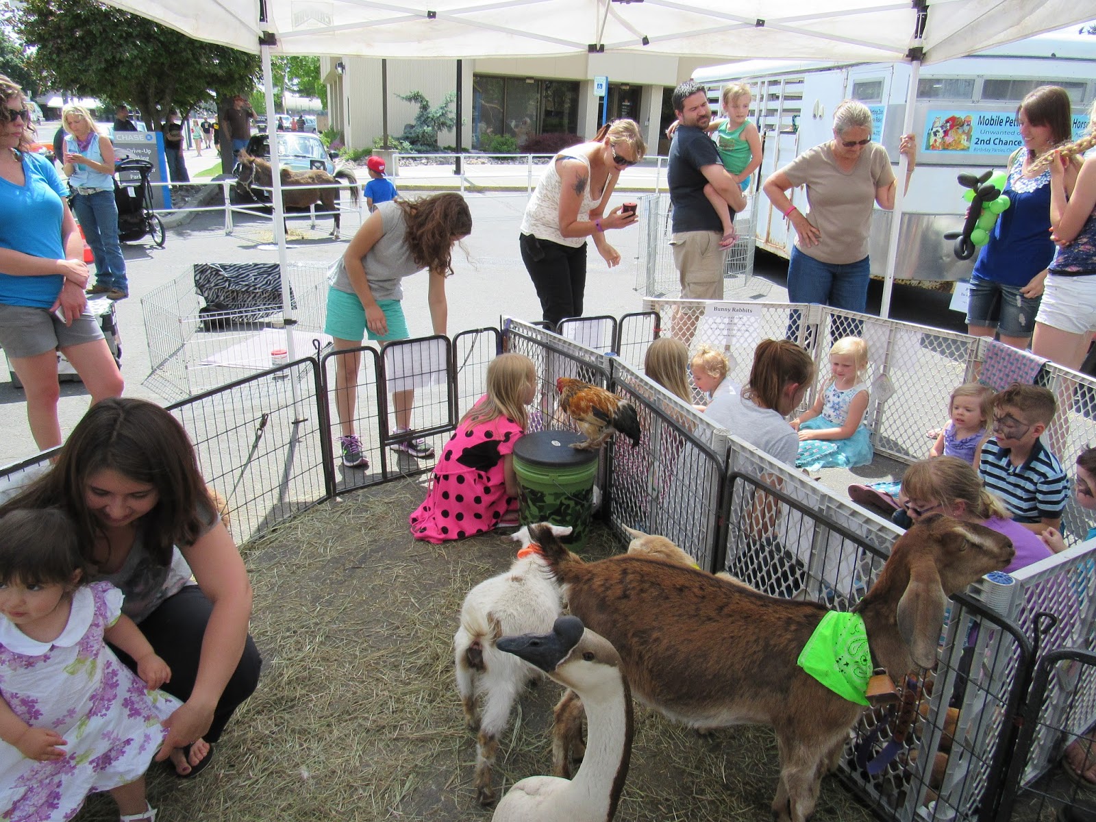 365 Days of Crazy Petting Zoo