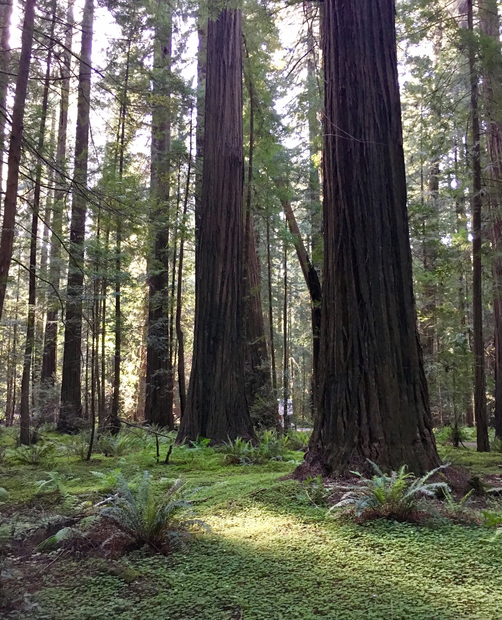 A Trail Runner's Blog For Better Health During the Pandemic, Is Two