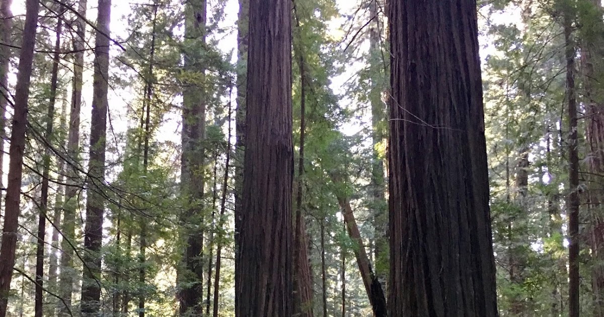 A Trail Runner's Blog For Better Health During the Pandemic, Is Two