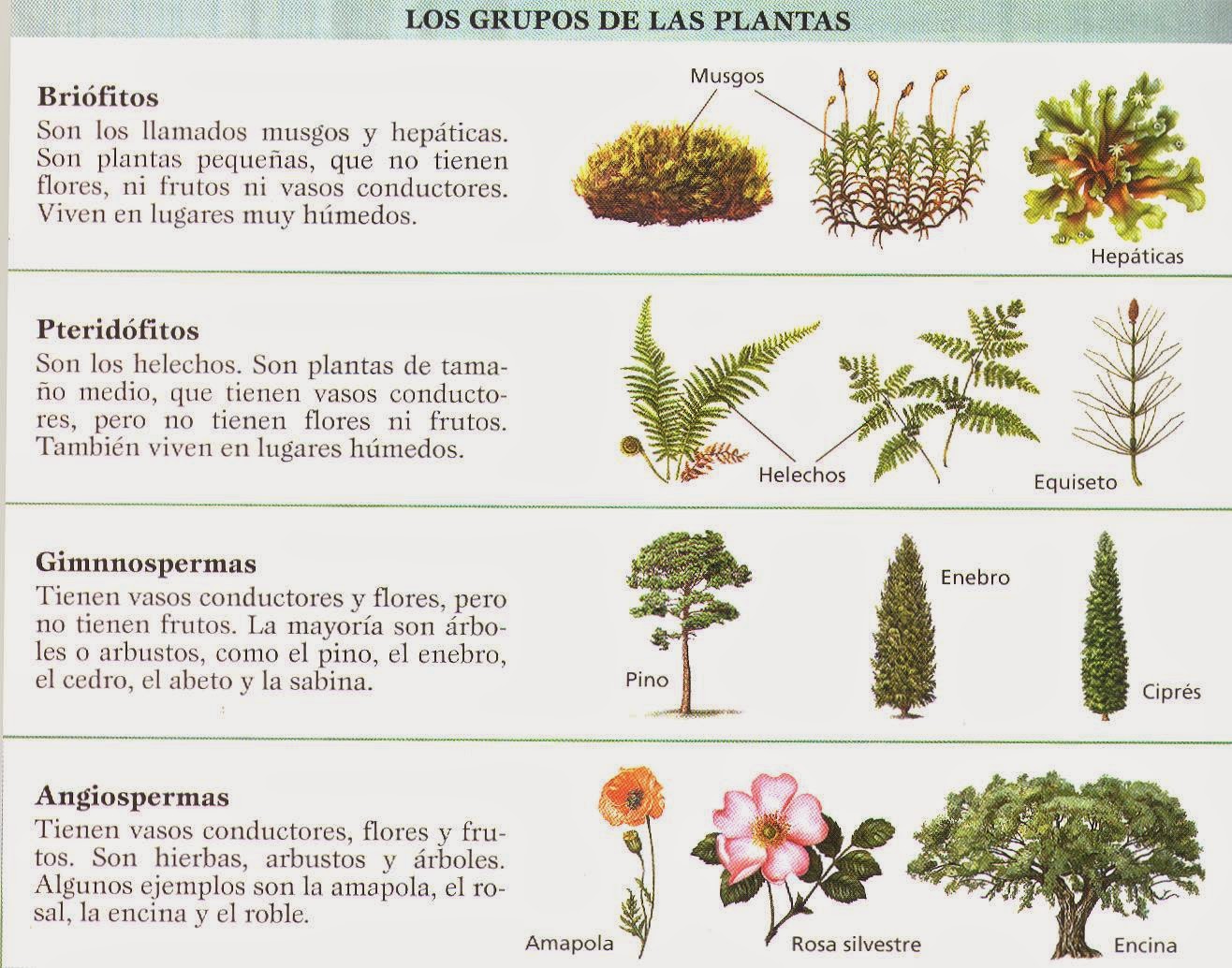 Los preparados contra el hongo de las uñas en los pies el precio