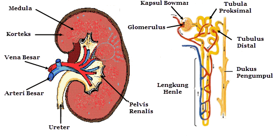 88+ Gambar Saluran Ginjal Kekinian 88+ Gambar Saluran Ginjal Kekinian