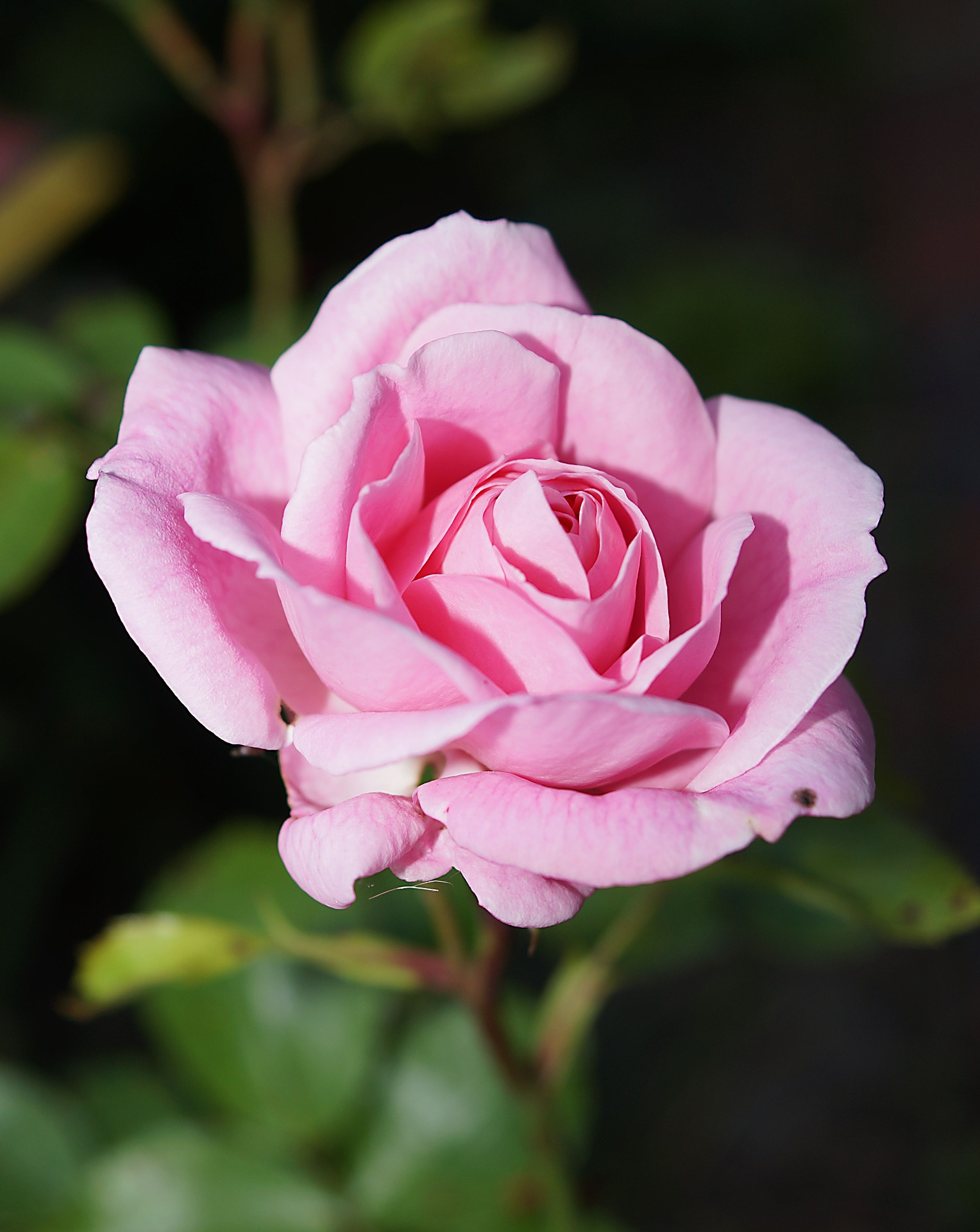 flower,rose,petals,pink rose,pink flower,plant