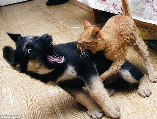 Funny Animal Fights
