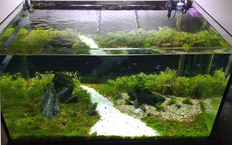 tatli su akvaryum baliklari video ve resimleri