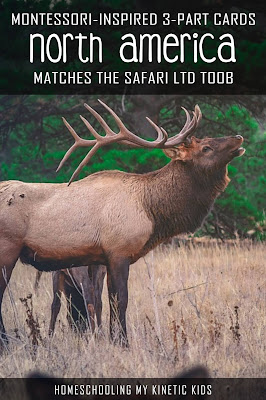 Learn about the North American animals as you explore and play with Safari Ltd North America toob.  Free printable matching cards for the toob.