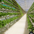 Berbagai Keuntungan Memakai Sistem Greenhouse Ala Hidroponik
