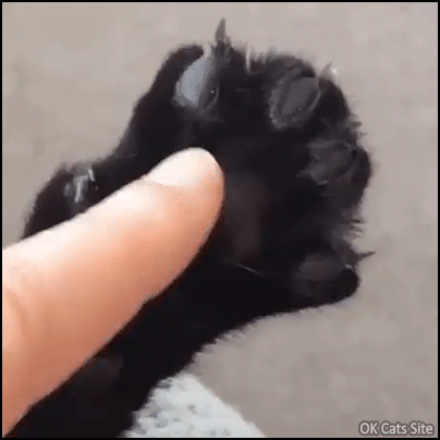 Scary Cat GIF • STOP HUMAN! Don't tickle my jelly bean toe or I will cut you, OK? Scary Cat GIF • STOP HUMAN! Don't tickle my jelly bean toe or I will cut you, OK?