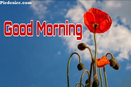 Best 20 Good Morning Images | Good Morning Images for Whatsapp Best 20 Good Morning Images | Good Morning Images for Whatsapp