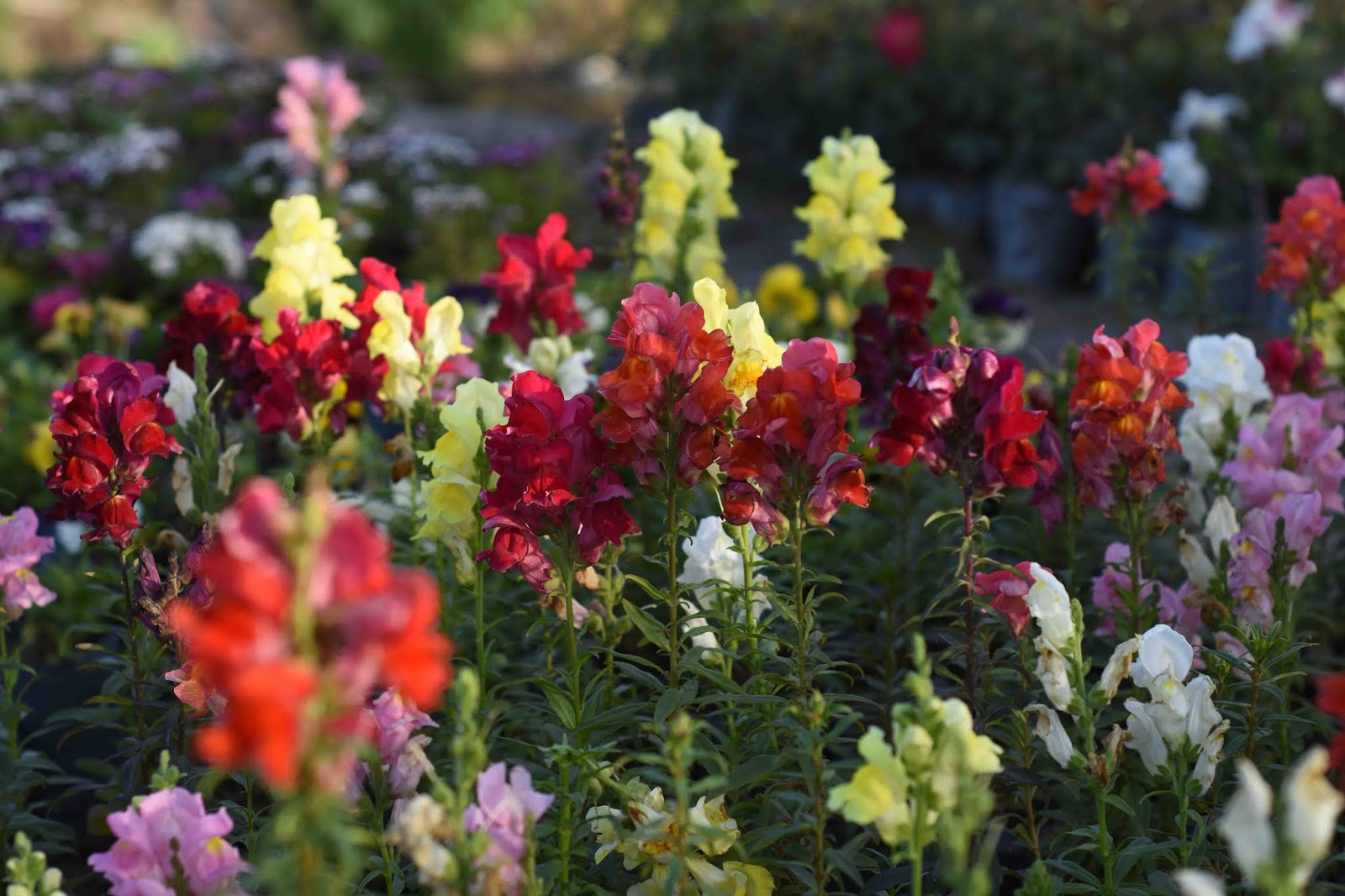 Snap Garden Yellow And Red Flowers