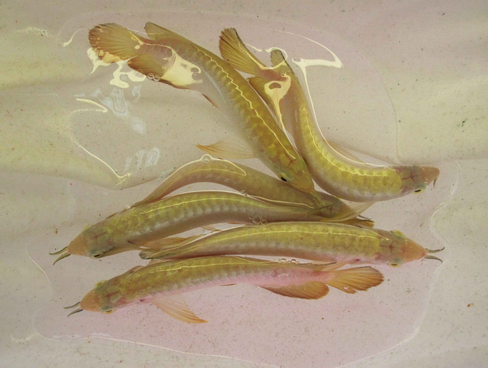 AROWANA HOUSE 24K F2 Cross Back Arowana jpg (1600x1207)