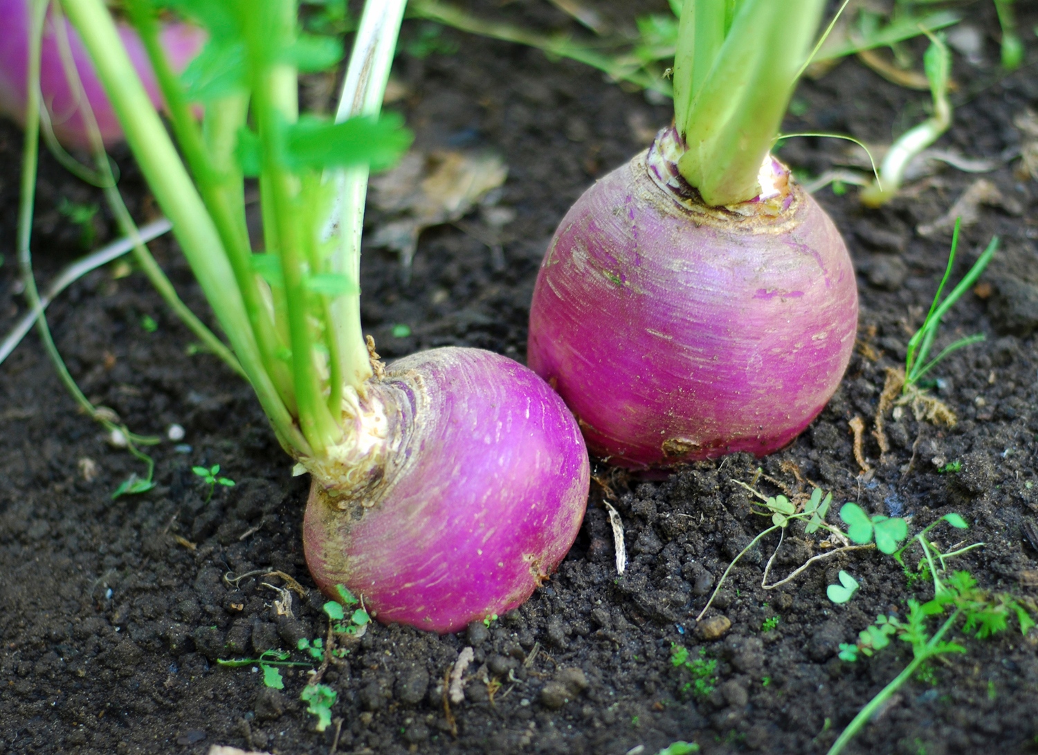 Turnip turnip