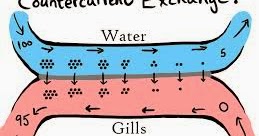 AS Biology: The countercurrent principle.