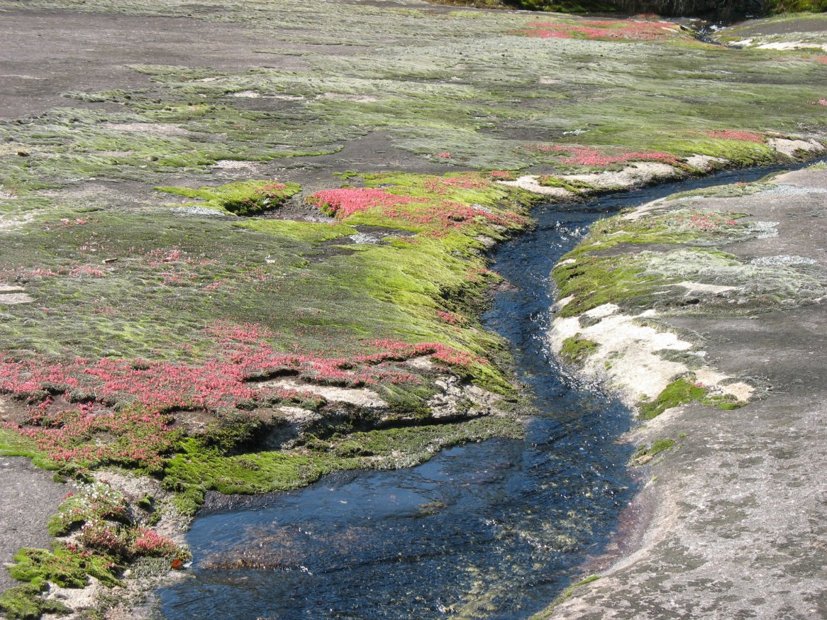 Using Georgia Native Plants: Heggie's Rock - Natural Pools of Wonder