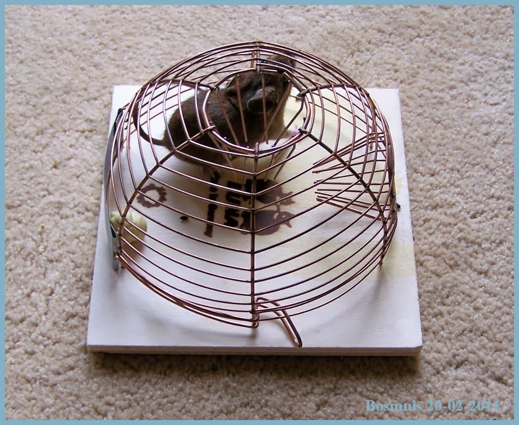 Lucie Theodora Muis over de vloer