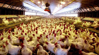 Intensive animal farming