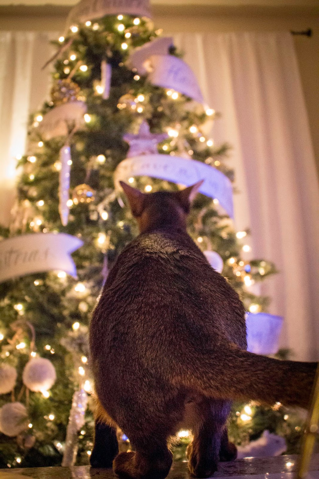How to protect your Christmas tree from cats The Tails of 4 Kitties