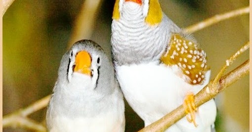 Burung Emprit Jepang Putih: Keunikan dan Perawatannya