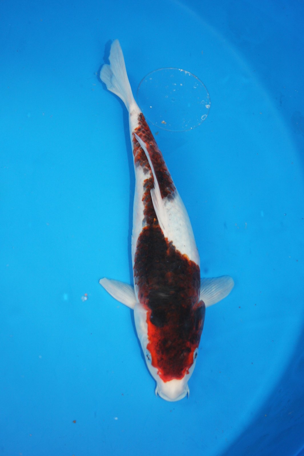 The Blackwater Blog Unique and rare koi for sale Two year olds