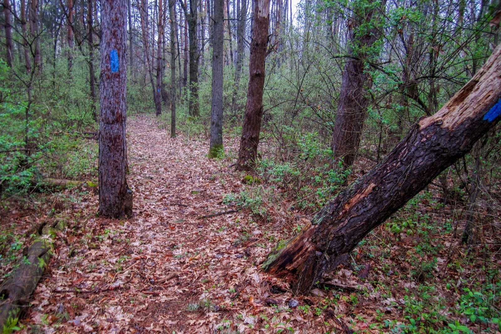 Eric's Hikes North Country Trail Baw Beese Trail and Lost Nation