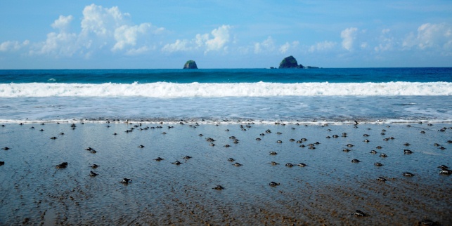 Pantai Bayuwangi Adalah Pantai Surganya Bagi Para Penyu Untuk Bertelur! Pantai Bayuwangi Adalah Pantai Surganya Bagi Para Penyu Untuk Bertelur!