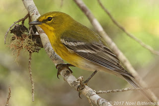Pine Warbler