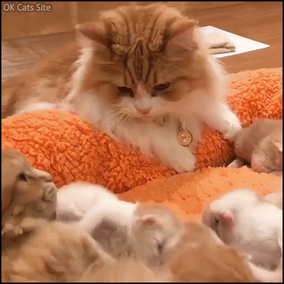 Cute Cat GIF • Large Cat family: Mom Dad and Kitties, they're are so happy all together Cute Cat GIF • Large Cat family: Mom Dad and Kitties, they're are so happy all together