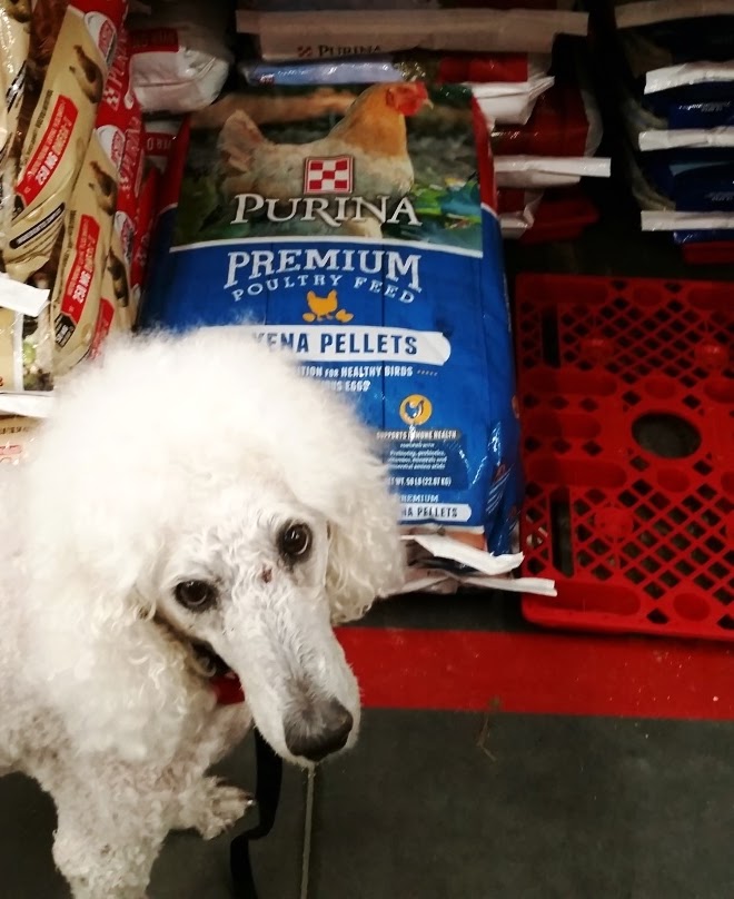 Carma Poodale Purina Pet Products Now Available At Tractorsupply
