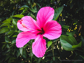 Beautiful Pink Flower Of Hibiscus Or Rose Mallow Blooming Amongst Green Leaves In The Garden At The Village