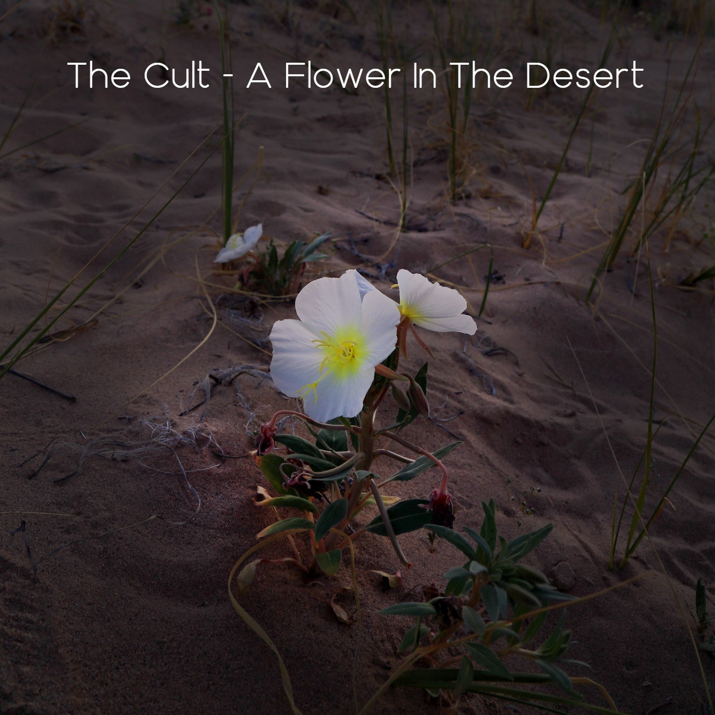 Dream Remaster The Cult A Flower In The Desert