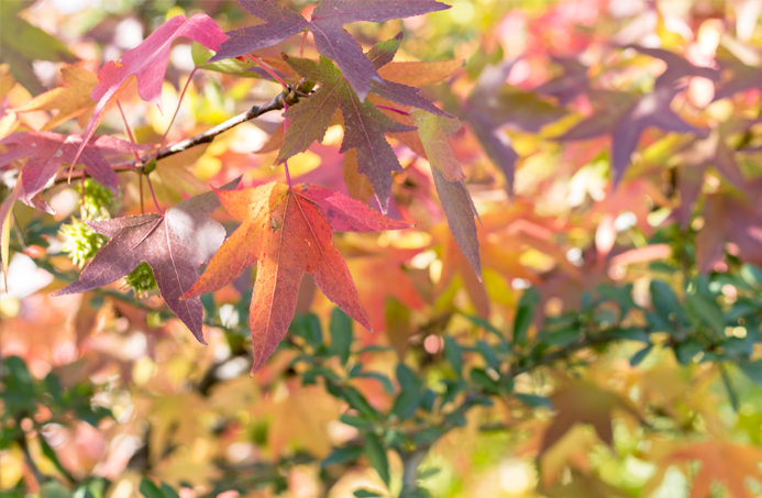 album flores fotografía macro