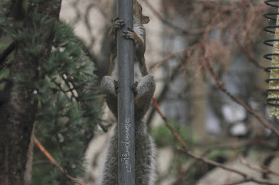 This is a picture of a squirrel. I don’t know the creature’s gender so I will reference the little animal with the masculine pronoun. He is  behind a pole that supports string  lights  that are hanging over a garden and he seems to be hiding behind it. These string lights are featured in volume one of my three volume book series, “Words In Our Beak.” Info re these books  can be found within another post on this blog @ https://www.thelastleafgardener.com/2018/10/one-sheet-book-series-info.html