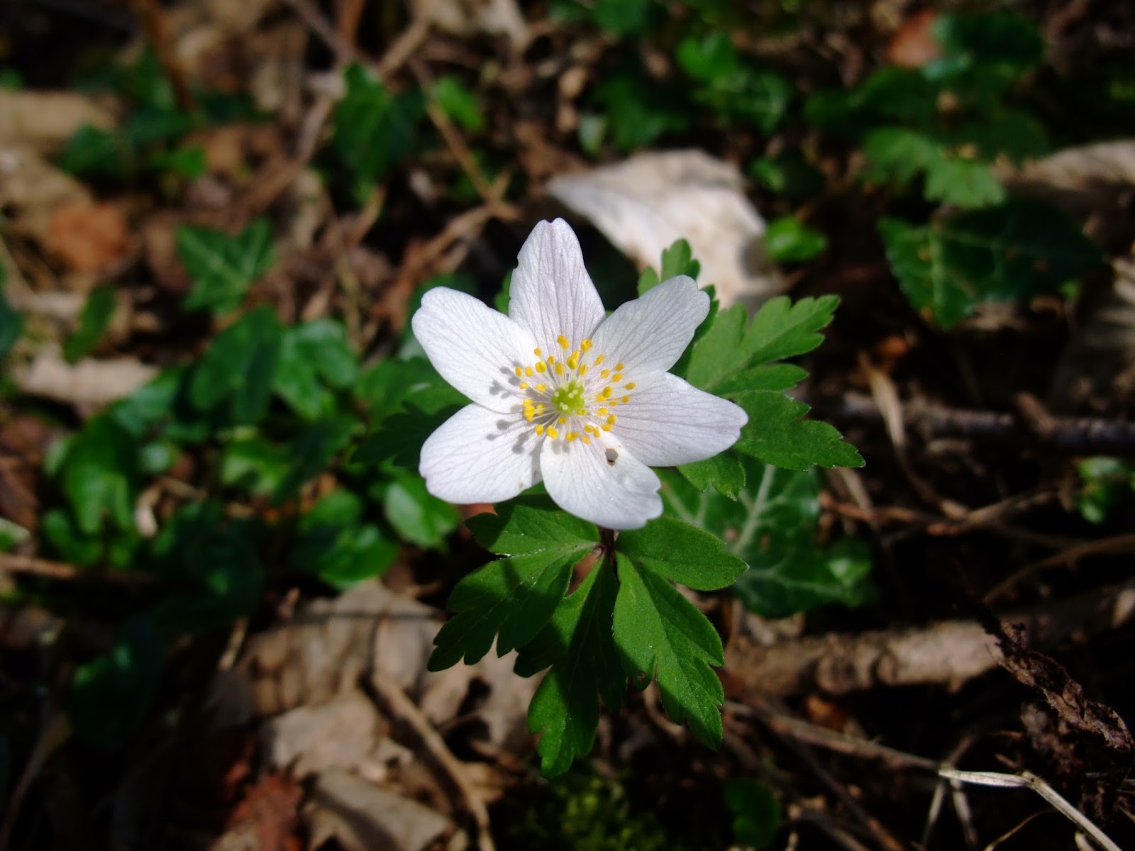 HERBAL PICNIC WOOD ANEMONE