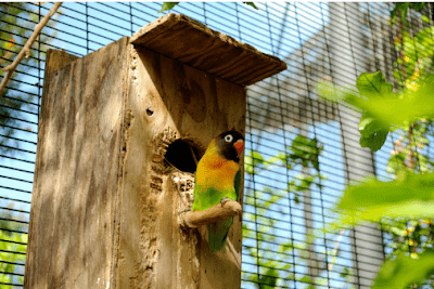 cara perawatan burung lovebird