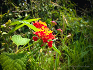 Fresh Wild Lantana Plant Flowers Blooming Among The Bushes In Agricultural Area North Bali Indonesia
