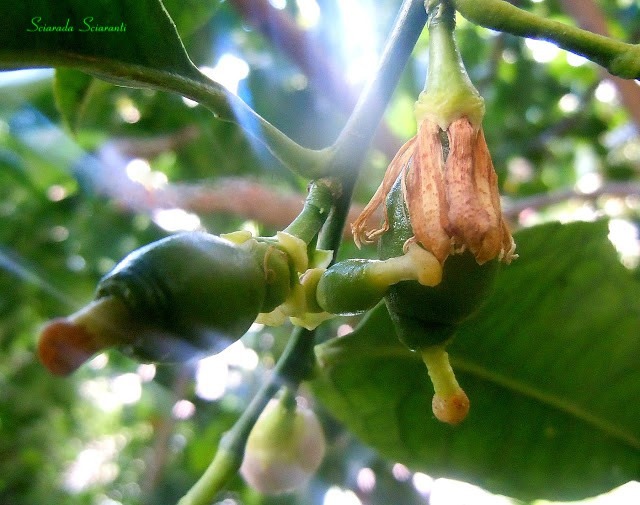 Limoni verdi