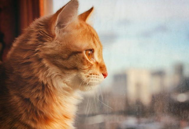 Few Signs of Cats That Will Die Few Signs of Cats That Will Die