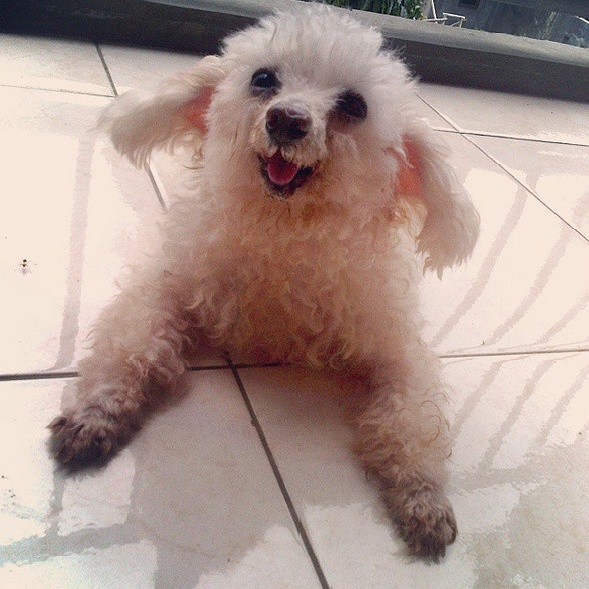 Anjing Rumahan Anjing Ras Poodle