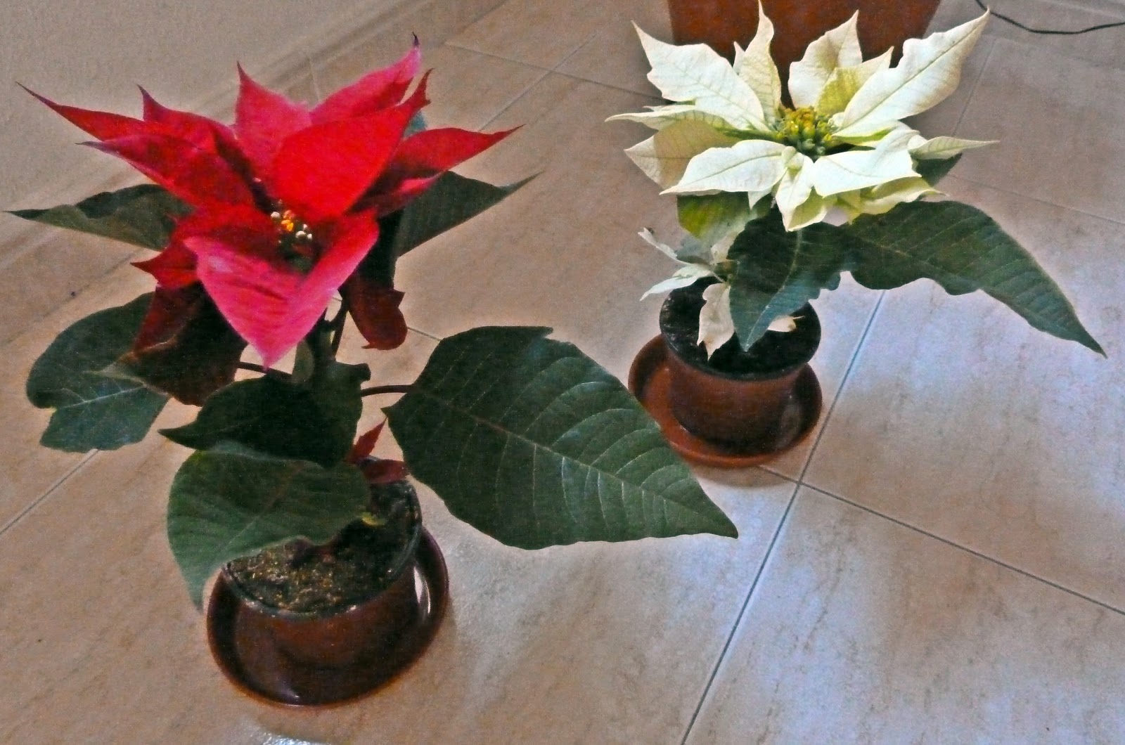 HAYAT CESURLARI VE POZİTİFLERİ SEVER CANIMIN IÇI´NIN ÇIÇEKLERI