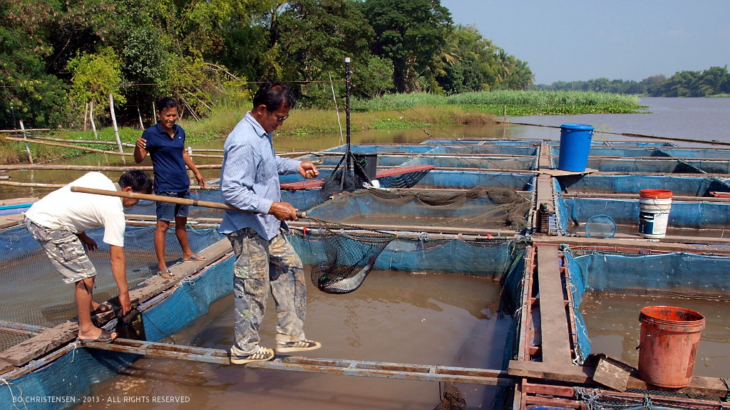 My Garden in Thailand Tilapia fish farm visit