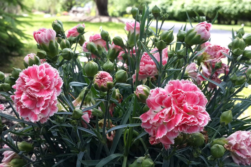 Clavel Clavel en jardín