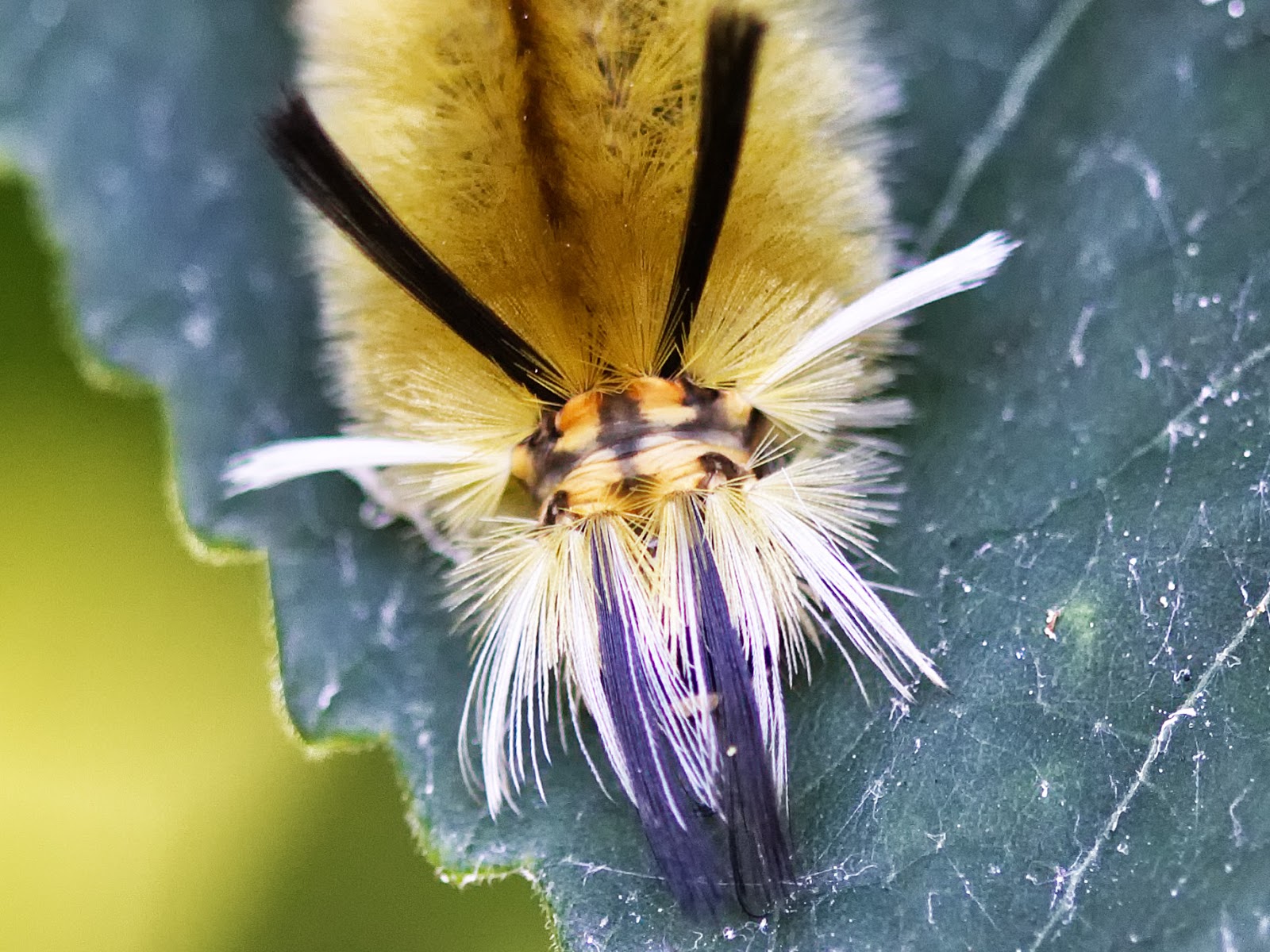 MaineNatureDiary Banded Tussock Moth caterpillar